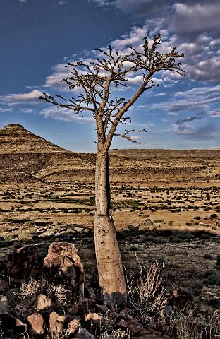 172 Damaraland, etendenka mountain camp, moringa.JPG